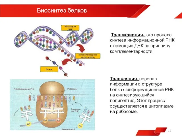 Биосинтез белков Транскрипция- это процесс синтеза информационной РНК с помощью ДНК по