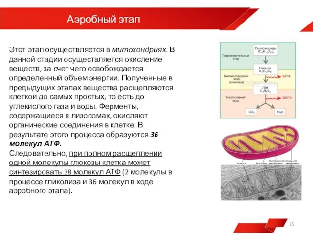 Аэробный этап Этот этап осуществляется в митохондриях. В данной стадии осуществляется окисление