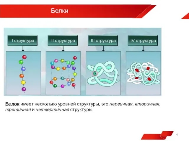 Белки Белок имеет несколько уровней структуры, это первичная, вторичная, третичная и четвертичная структуры.