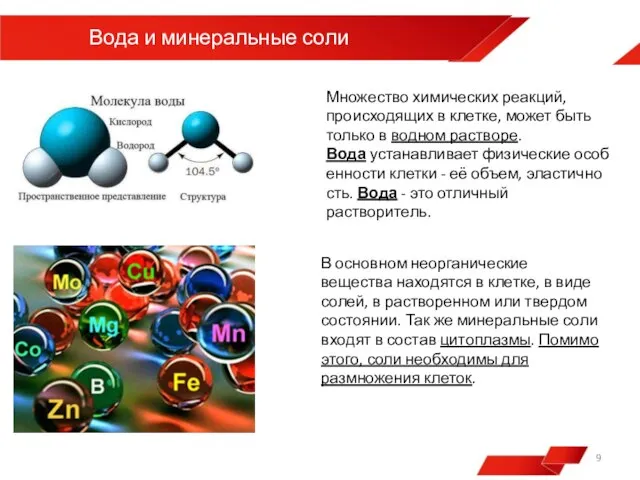 Вода и минеральные соли Множество химических реакций, происходящих в клетке, может быть