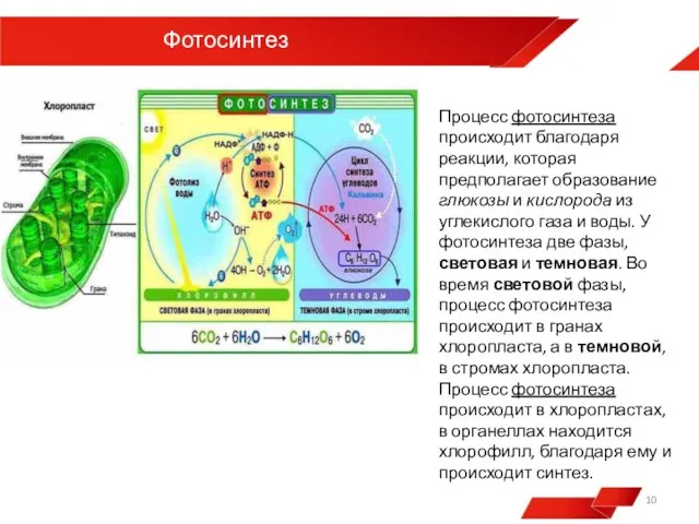 Фотосинтез Процесс фотосинтеза происходит благодаря реакции, которая предполагает образование глюкозы и кислорода