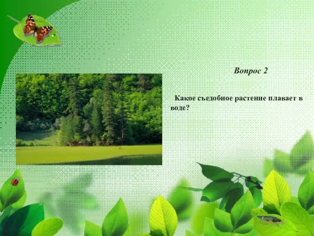 Вопрос 2 Какое съедобное растение плавает в воде?