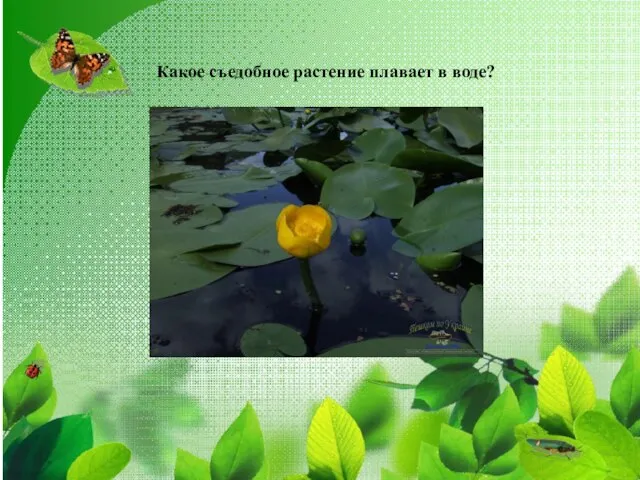 Какое съедобное растение плавает в воде?
