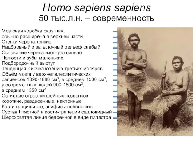 Homo sapiens sapiens 50 тыс.л.н. – современность Мозговая коробка округлая, обычно расширена