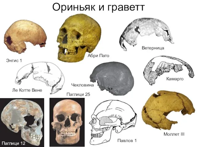 Абри Пато Энгис 1 Ориньяк и граветт Ле Котте Вене Чекловина Камарго