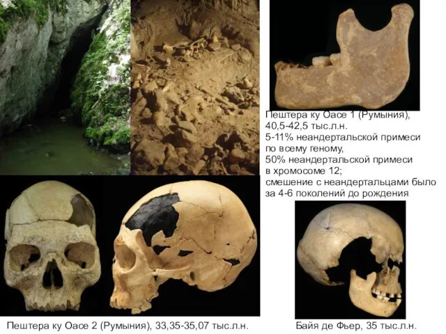 Пештера ку Оасе 1 (Румыния), 40,5-42,5 тыс.л.н. 5-11% неандертальской примеси по всему