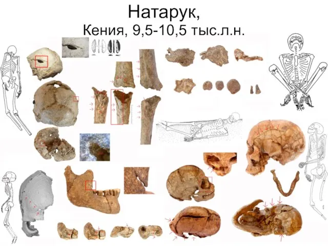 Натарук, Кения, 9,5-10,5 тыс.л.н.