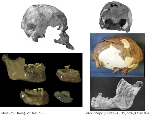 Иво Элеру (Нигерия), 11,7-16,3 тыс.л.н. Ишанго (Заир), 21 тыс.л.н.
