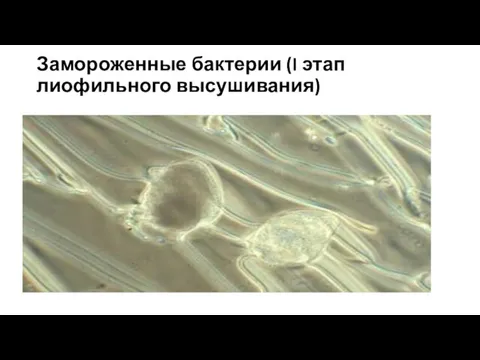 Замороженные бактерии (I этап лиофильного высушивания)