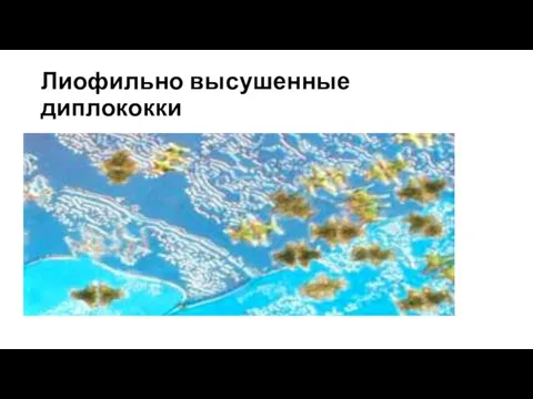 Лиофильно высушенные диплококки