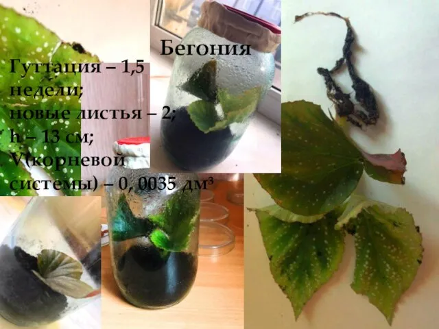 Бегония Гуттация – 1,5 недели; новые листья – 2; h – 13