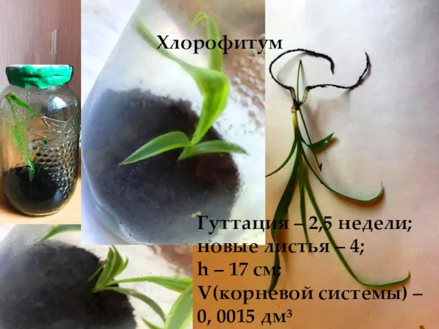 Хлорофитум Гуттация – 2,5 недели; новые листья – 4; h – 17