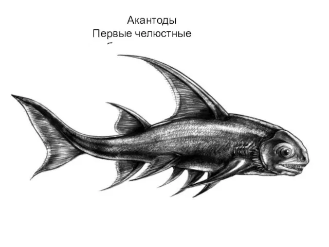 Акантоды Первые челюстные рыбы