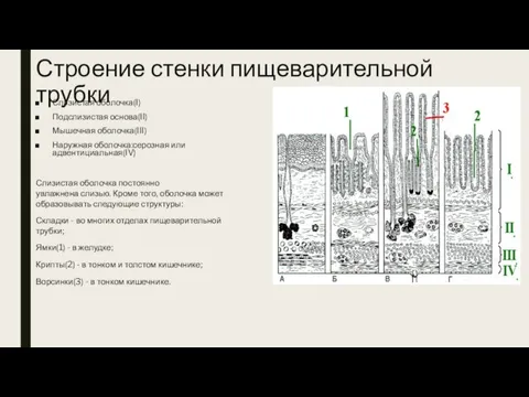 Строение стенки пищеварительной трубки Слизистая оболочка(I) Подслизистая основа(II) Мышечная оболочка(III) Наружная оболочка:серозная