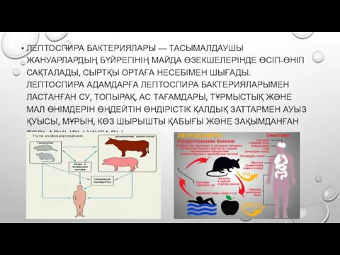 ЛЕПТОСПИРА БАКТЕРИЯЛАРЫ — ТАСЫМАЛДАУШЫ ЖАНУАРЛАРДЫҢ БҮЙРЕГІНІҢ МАЙДА ӨЗЕКШЕЛЕРІНДЕ ӨСІП-ӨНІП САҚТАЛАДЫ, СЫРТҚЫ ОРТАҒА