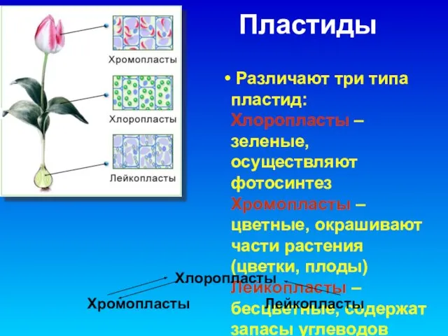 Пластиды Различают три типа пластид: Хлоропласты – зеленые, осуществляют фотосинтез Хромопласты –