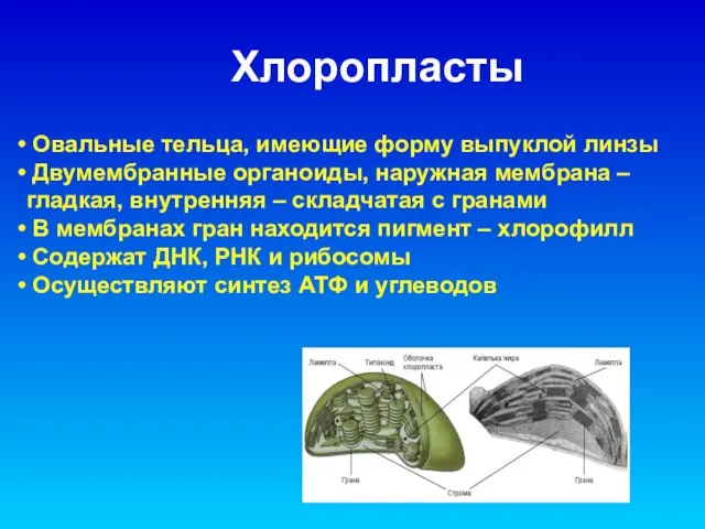 Овальные тельца, имеющие форму выпуклой линзы Двумембранные органоиды, наружная мембрана – гладкая,