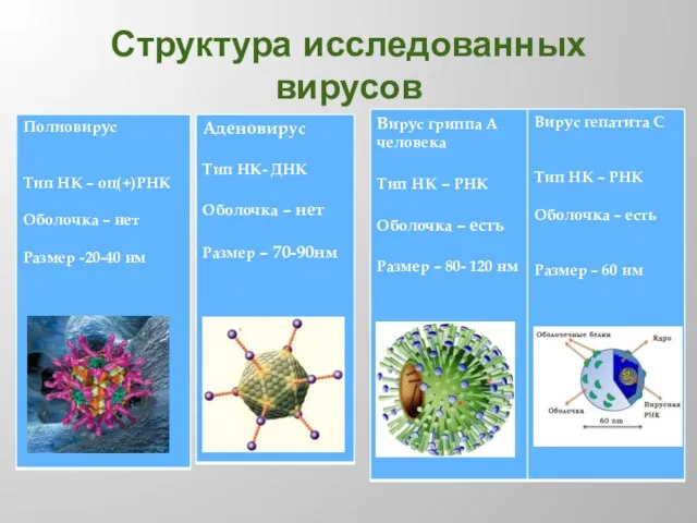 Структура исследованных вирусов