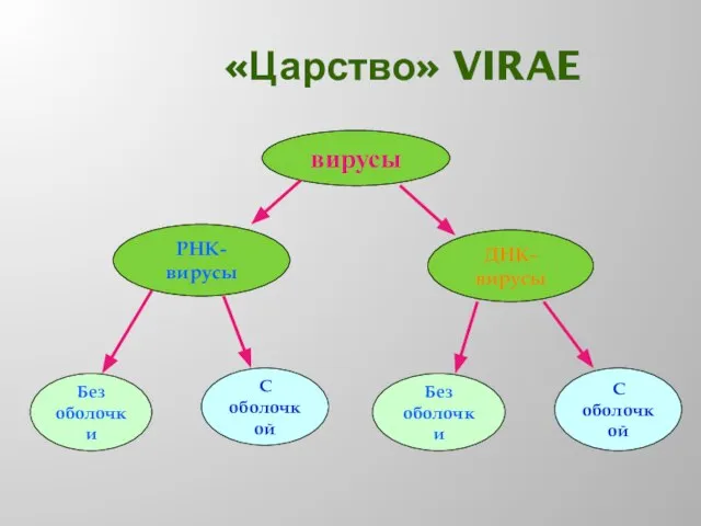 «Царство» VIRAE вирусы РНК-вирусы ДНК-вирусы Без оболочки С оболочкой Без оболочки С оболочкой