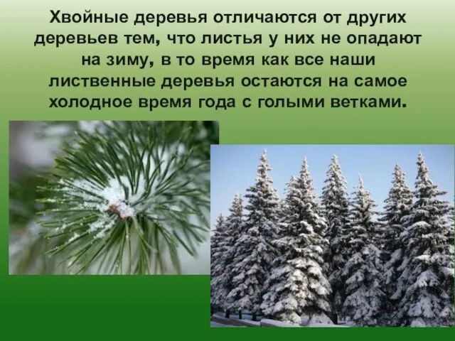 Хвойные деревья отличаются от других деревьев тем, что листья у них не