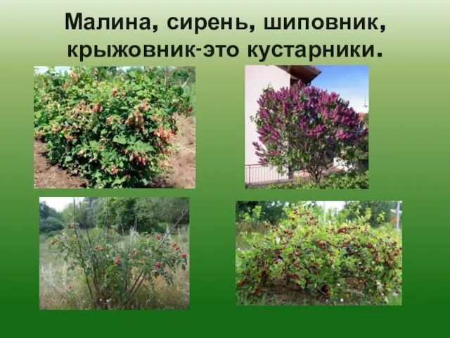 Малина, сирень, шиповник, крыжовник-это кустарники.