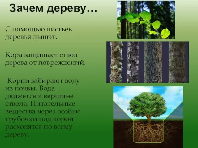 Зачем дереву… С помощью листьев деревья дышат. Кора защищает ствол дерева от