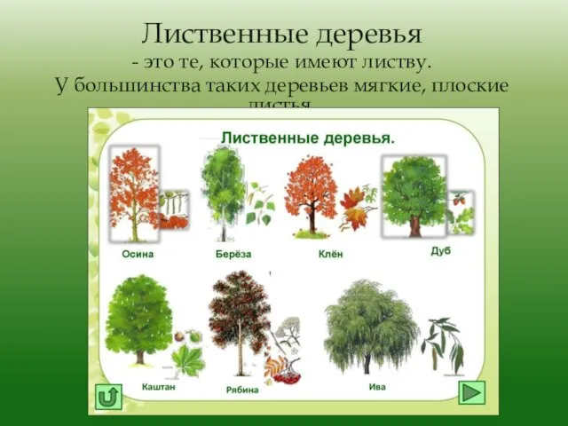 Лиственные деревья - это те, которые имеют листву. У большинства таких деревьев мягкие, плоские листья.