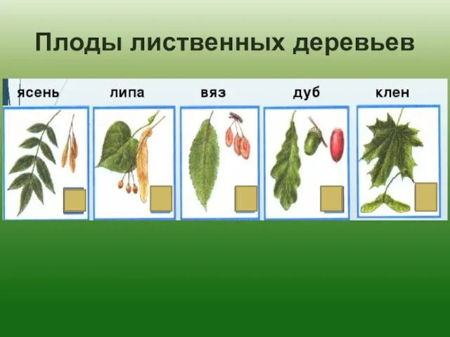 Плоды лиственных деревьев