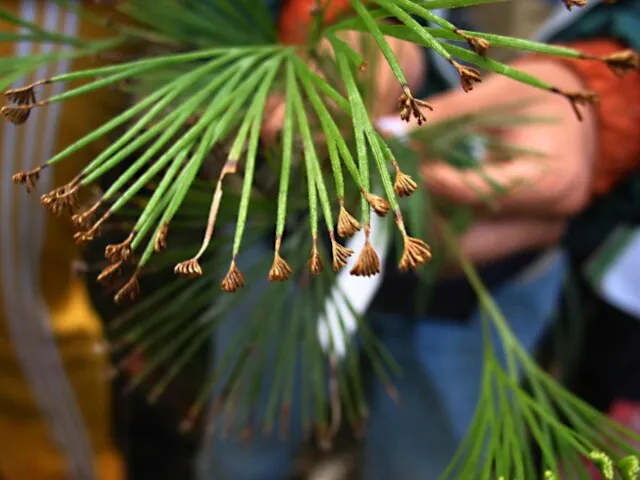 Сем. схизейные (Schizaeaceae) Schizaea