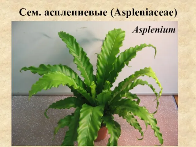 Сем. асплениевые (Aspleniaceae) Asplenium