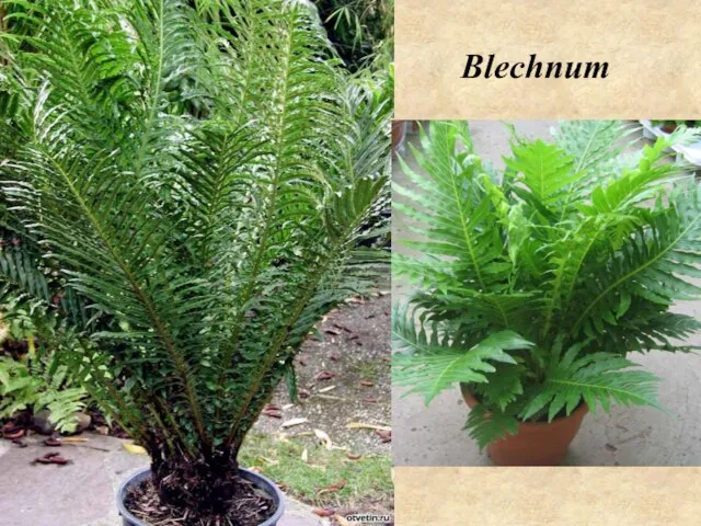 Blechnum