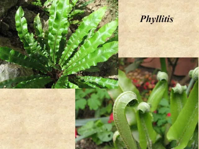Phyllitis