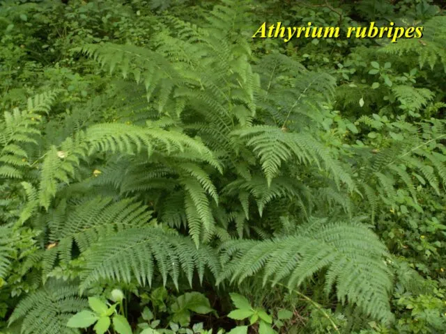 Athyrium rubripes