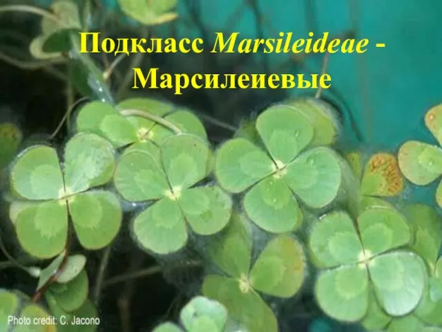 Подкласс Marsileideae - Марсилеиевые