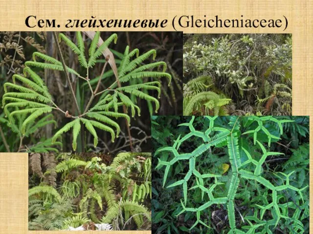 Gleichenia Сем. глейхениевые (Gleicheniaceae)