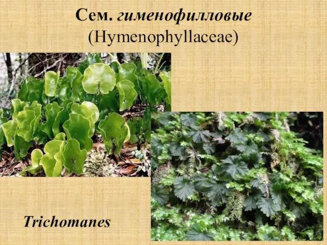 Сем. гименофилловые (Hymenophyllaceae) Trichomanes