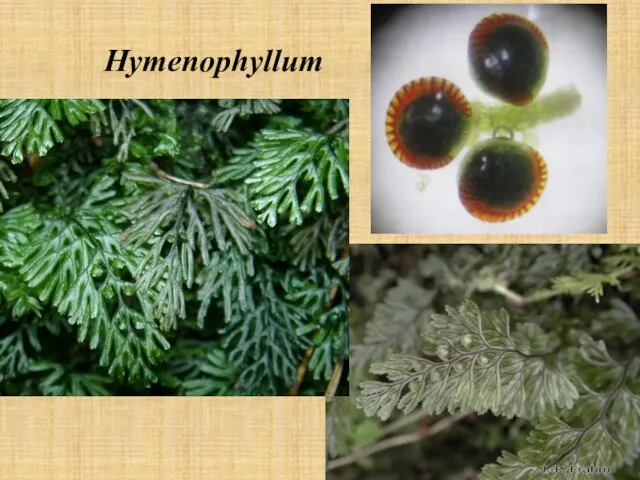 Hymenophyllum