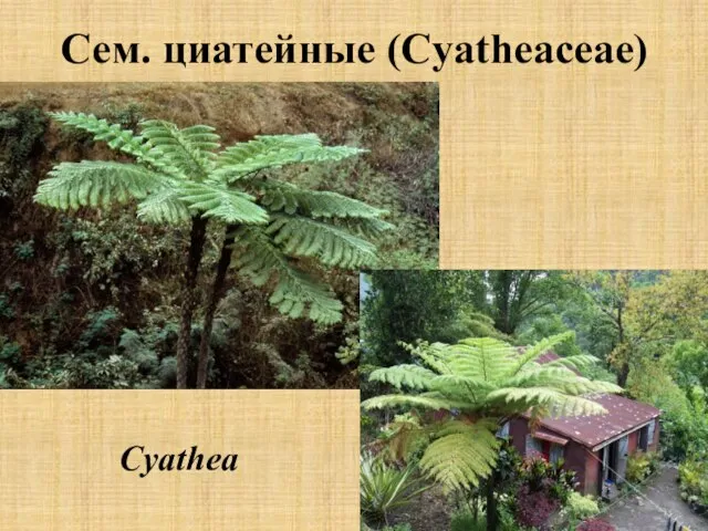 Сем. циатейные (Cyatheaceae) Cyathea