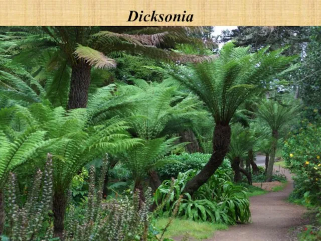 Dicksonia