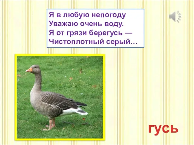 Я в любую непогоду Уважаю очень воду. Я от грязи берегусь — Чистоплотный серый… гусь