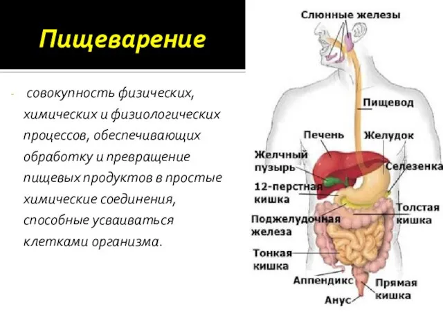 Пищеварение совокупность физических, химических и физиологических процессов, обеспечивающих обработку и превращение пищевых