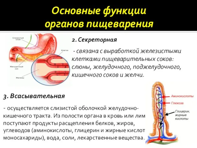 Основные функции органов пищеварения 2. Секреторная - связана с выработкой железистыми клетками