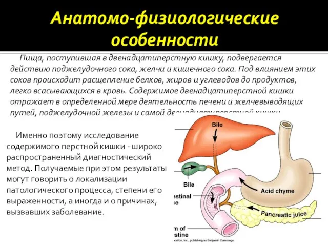 Анатомо-физиологические особенности Пища, поступившая в двенадцатиперстную кишку, подвергается действию поджелудочного сока, желчи
