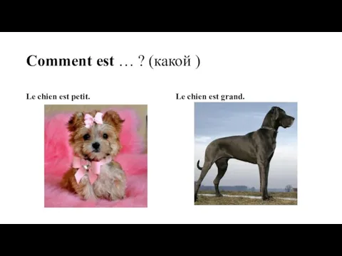 Comment est … ? (какой ) Le chien est petit. Le chien est grand.