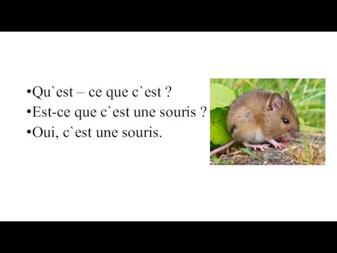 Qu`est – ce que c`est ? Est-ce que c`est une souris ? Oui, c`est une souris.