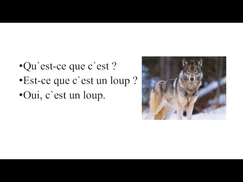 Qu`est-ce que c`est ? Est-ce que c`est un loup ? Oui, c`est un loup.