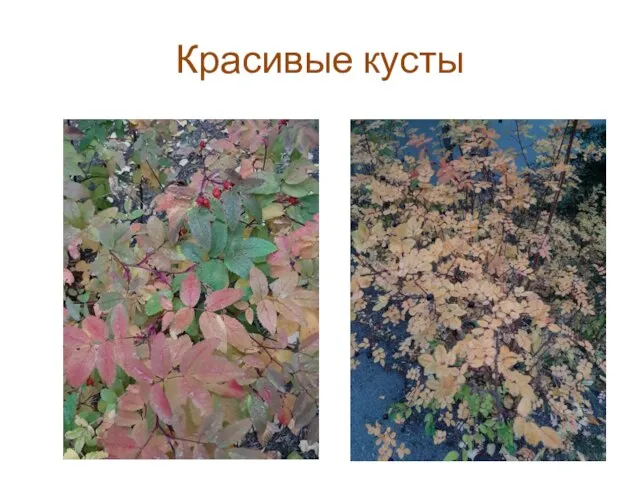 Красивые кусты