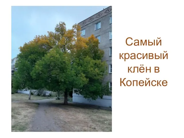 Самый красивый клён в Копейске