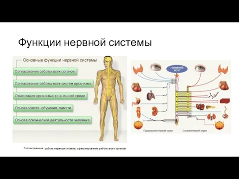 Функции нервной системы