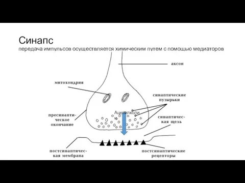 Синапс передача импульсов осуществляется химическим путем с помощью медиаторов Ацетилхолин